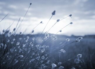 Oyster Band, Read the sky. Nuevo álbum